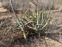 Agave aurea
