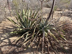 Agave aurea