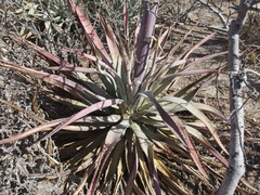 Agave aurea