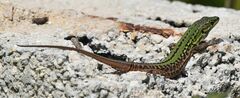 Podarcis siculus campestris