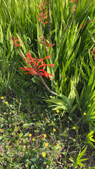 Chasmanthe floribunda