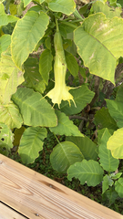 Brugmansia arborea