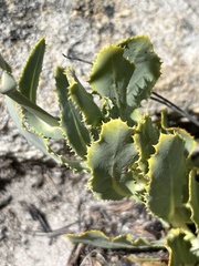 Othonna parviflora