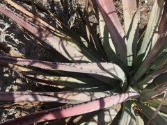 Agave aurea