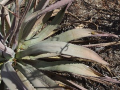 Agave aurea