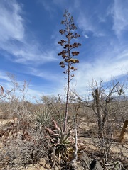 Agave aurea