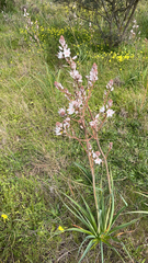 Asphodelus ramosus