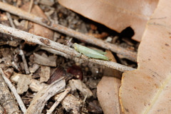 Stenocatantops angustifrons