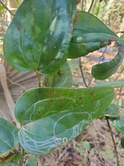 Marmara smilacisella