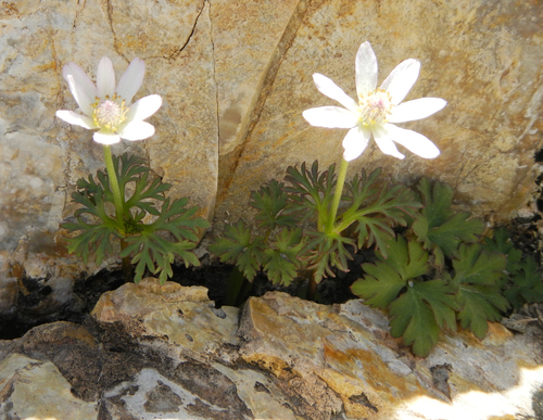 Tuber anemone (Anemone tuberosa)