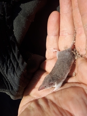 Crocidura