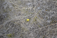 Adonis volgensis