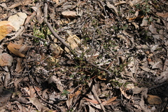 Leucopogon concurvus