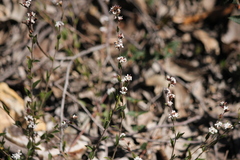 Leucopogon concurvus
