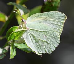 Gonepteryx cleopatra