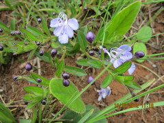 Rotheca hirsuta
