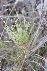 Anginon difforme