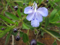 Rotheca hirsuta