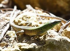 Podarcis siculus campestris