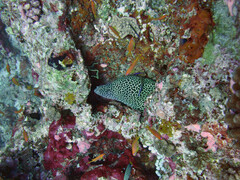 Gymnothorax favagineus