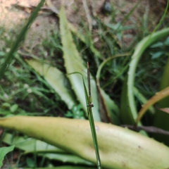 Ceriagrion coromandelianum