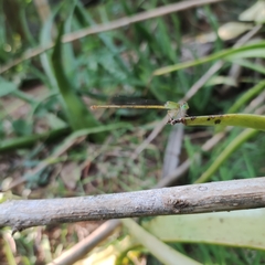 Ceriagrion coromandelianum