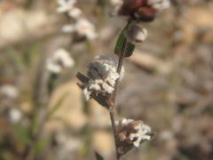Leucopogon concurvus