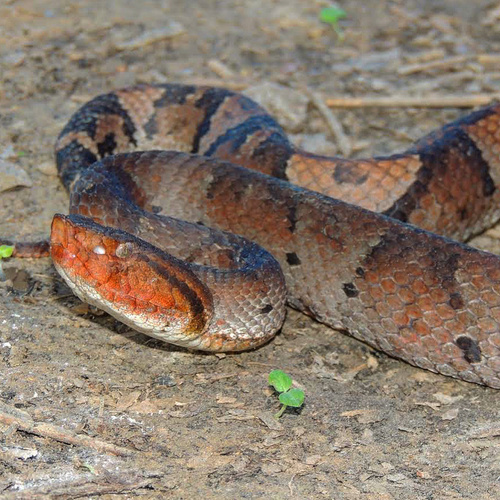 Hognose Lancehead, Bothrocophias hyoprora