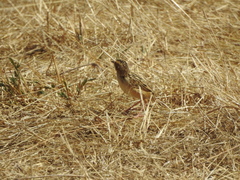 Cisticola brunnescens