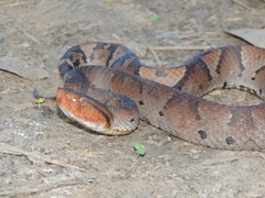 Bothrocophias hyoprora