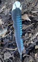 Garrulus lanceolatus