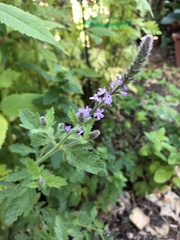 Verbena lasiostachys