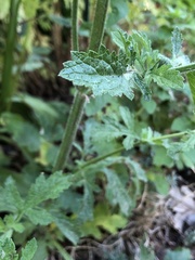 Verbena lasiostachys