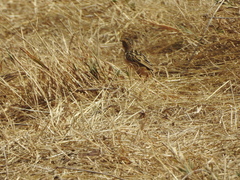 Cisticola brunnescens