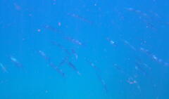 Tylosurus gavialoides