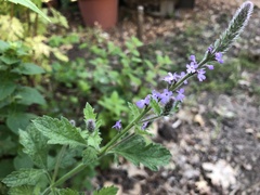 Verbena lasiostachys