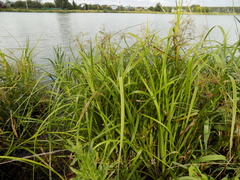 Scirpus radicans