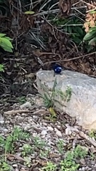 Cyanocompsa parellina