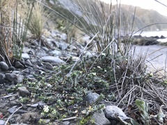 Pimelea prostrata seismica