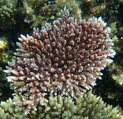Acropora