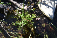 Cardamine pensylvanica