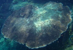 Acropora