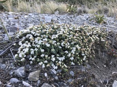 Pimelea prostrata seismica