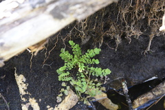Cardamine pensylvanica