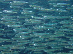 Atherinomorus vaigiensis