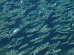 Atherinomorus vaigiensis