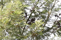 Dasineura rubiformis