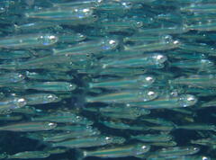 Atherinomorus vaigiensis