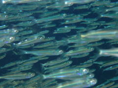 Atherinomorus vaigiensis