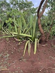 Agave sisalana